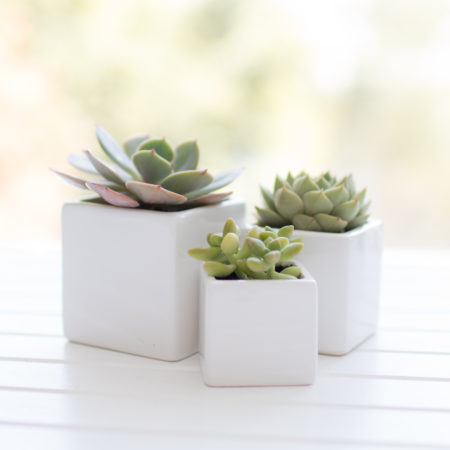 mini-ceramic-planter-cubes